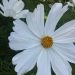SommerNatur